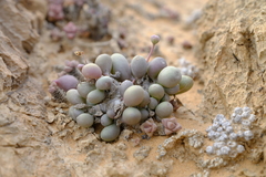 Crassothonna clavifolia