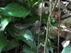 Gynacantha ryukyuensis