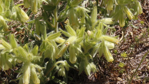 Image of Onosma fastigiata by (c) Bastien Alegot, some rights reserved (CC BY)