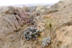 Crassothonna clavifolia