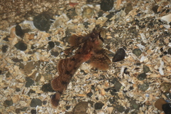 Nautichthys oculofasciatus