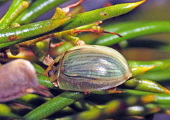 Paropsisterna bimaculata