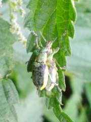 Chlorophanus viridis