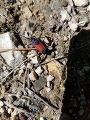 Neanthophylax mirificus