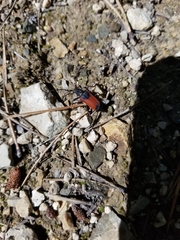 Neanthophylax mirificus