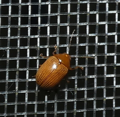 Besouro amarelo (Costalimaita ferruginea vulgata)