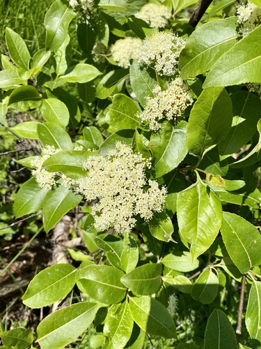 Northern wild raisin (Viburnum cassinoides)
