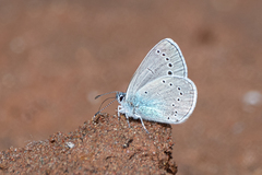 Glaucopsyche lycormas