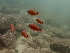 Ostorhinchus fleurieu