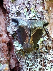 Hypena crassalis