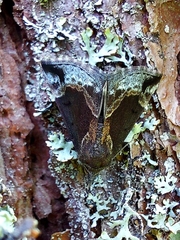 Hypena crassalis