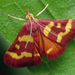 Coffee-loving Pyrausta Moth - Photo (c) Thomas Shahan, some rights reserved (CC BY)