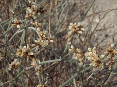 Eriogonum nummulare