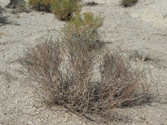 Eriogonum nummulare