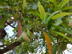 Anacardiaceae