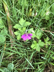 Geranium nepalense thunbergii