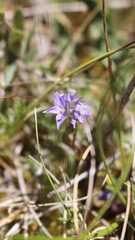 Veronica orsiniana