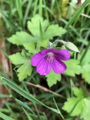 Geranium nepalense thunbergii