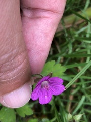 Geranium nepalense thunbergii