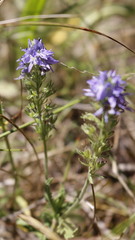 Veronica orsiniana