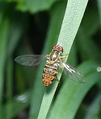 Toxomerus pulchellus