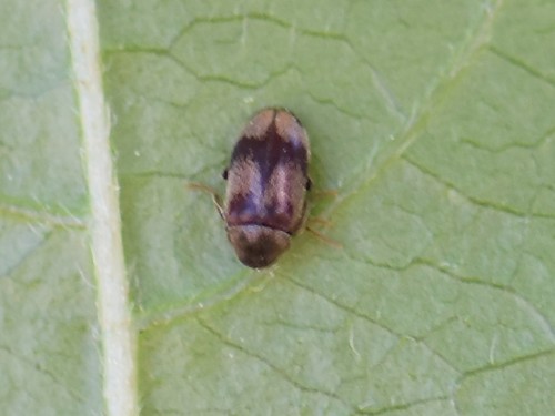 ivy boring beetle, Groesbeek, Nederland, photo 5 of 10