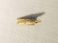 Dichomeris ochthophora