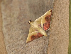 Endotricha repandalis