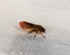 Eoscarta karschi