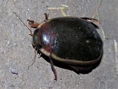 Megadytes