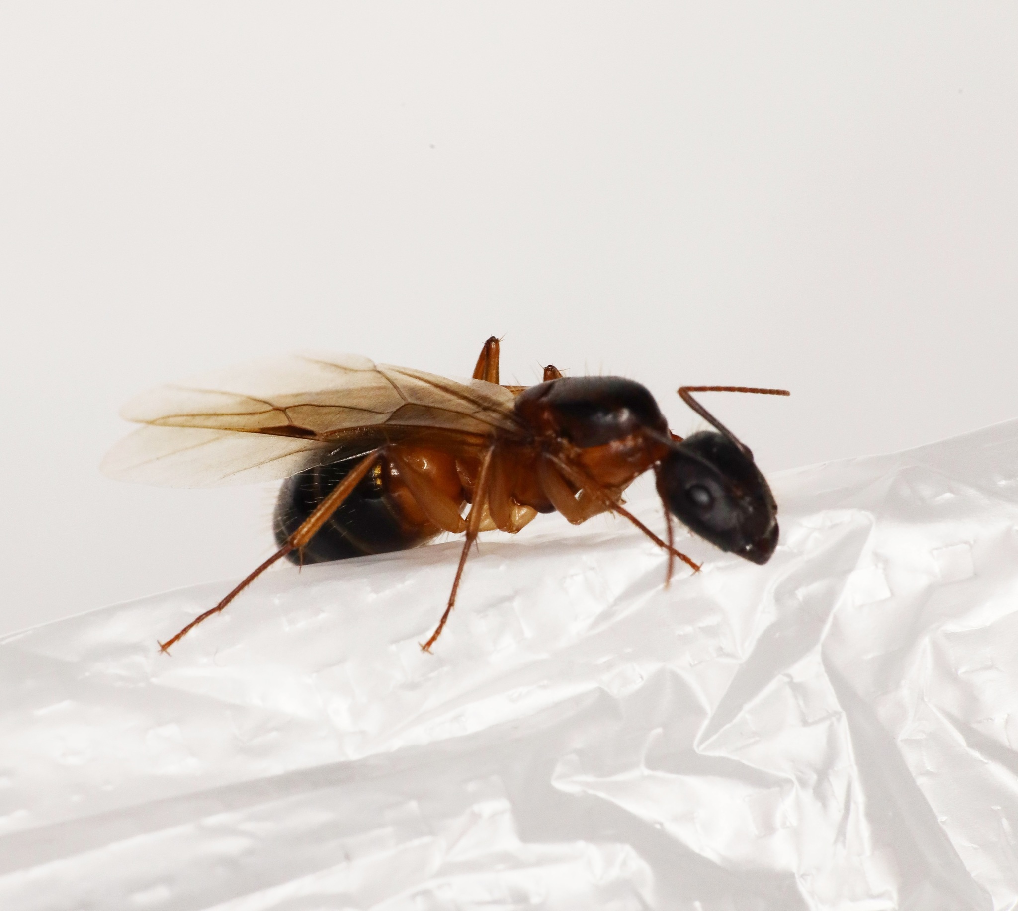 Camponotus irritans hongkongensis