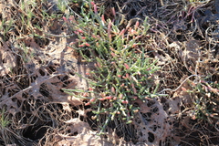 Salicornia natalensis