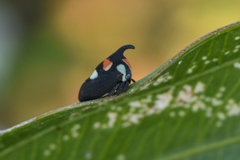 Enchophyllum quinquemaculatum