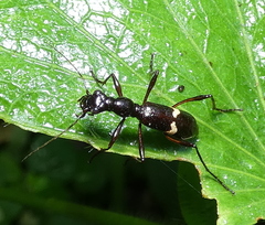 Ctenostoma
