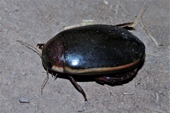 Megadytes