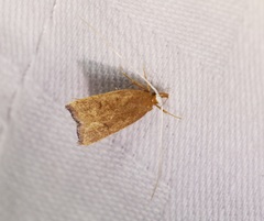 Lecitholaxa thiodora