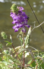 Collinsia tinctoria