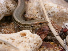 Caledoniscincus haplorhinus