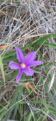 Vellozia dasypus