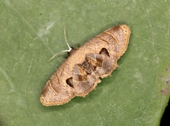Phazaca leucocera