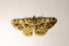 Psilalcis galsworthyi