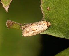Strotihypera macroplaga
