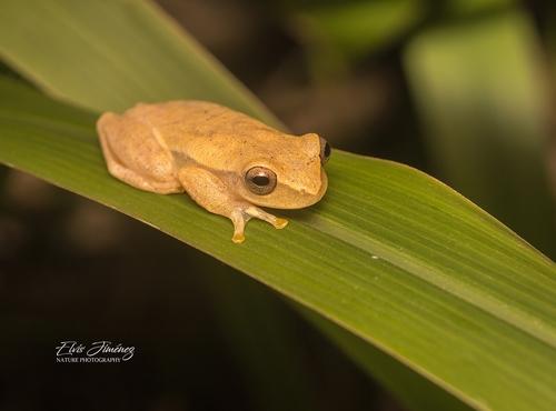 Yellow Treefrog