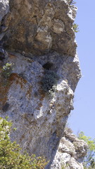 Hormathophylla macrocarpa