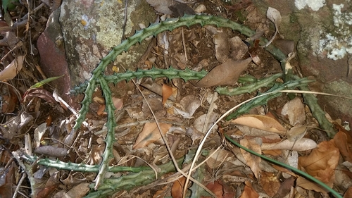 Ceropegia conjuncta