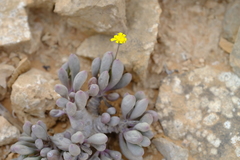 Crassothonna clavifolia