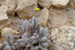 Crassothonna clavifolia