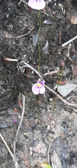 Utricularia blanchetii