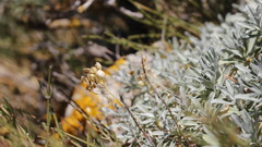 Hormathophylla macrocarpa