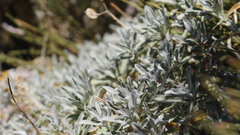 Hormathophylla macrocarpa